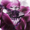Lancome La Nuit Tresor Le Parfum Apa Niche