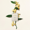 Chloe Atelier Des Fleurs Vanilla Planifolia tại Hà Nội