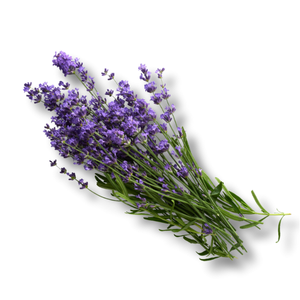 Hoa Oải Hương