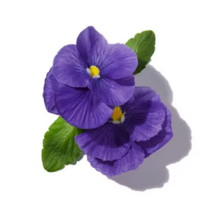 Hoa Violet
