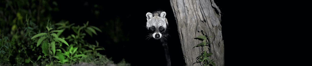 Động Vật (Animalics)