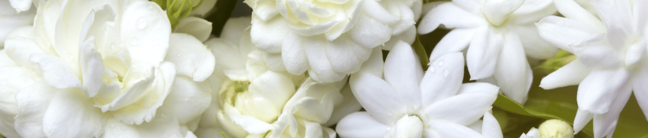 Hoa Trắng (White Flowers)