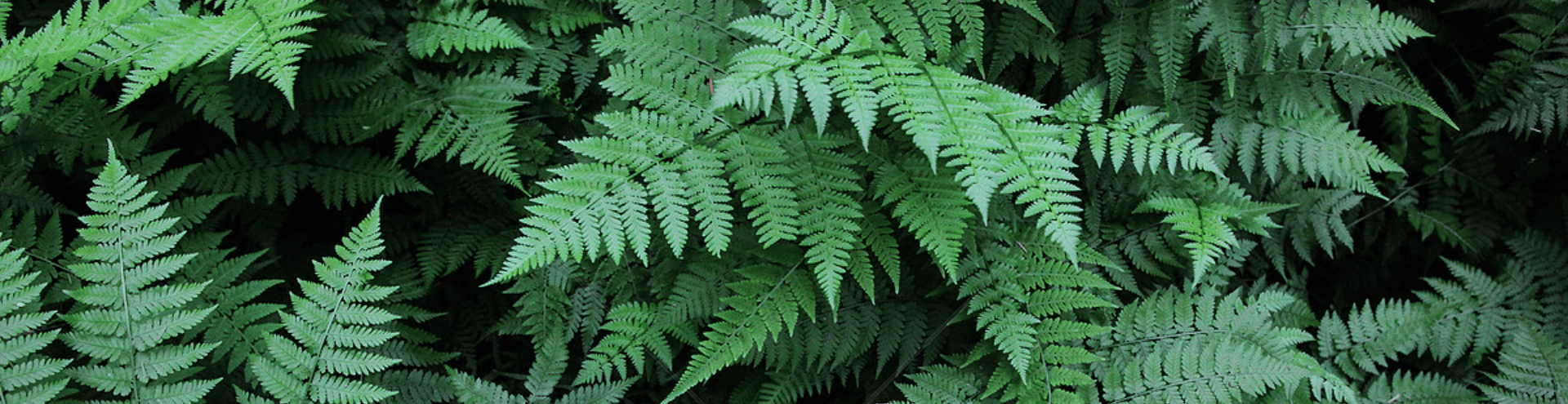 nhom-huong-duong-xi-phuong-dong