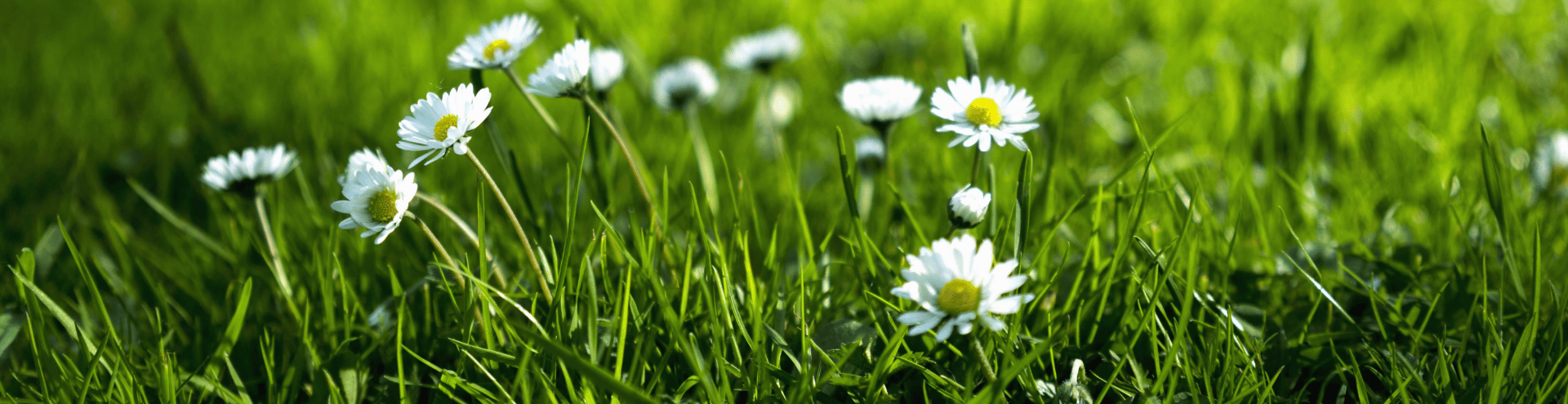 nhom-huong-hoa-co-xanh