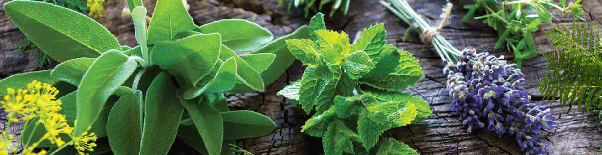 nhom-huong-thao-moc-duong-xi