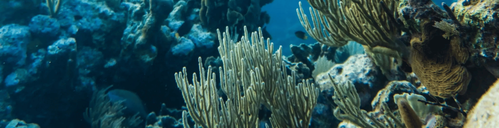 nhom-huong-thao-moc-va-bien-ca