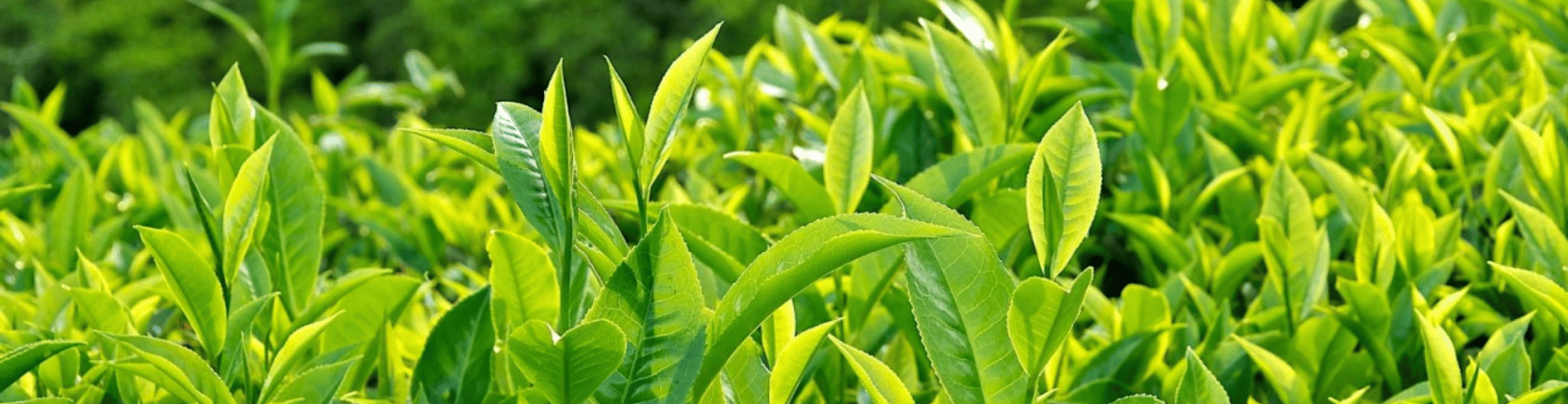 Thảo Mộc Xanh