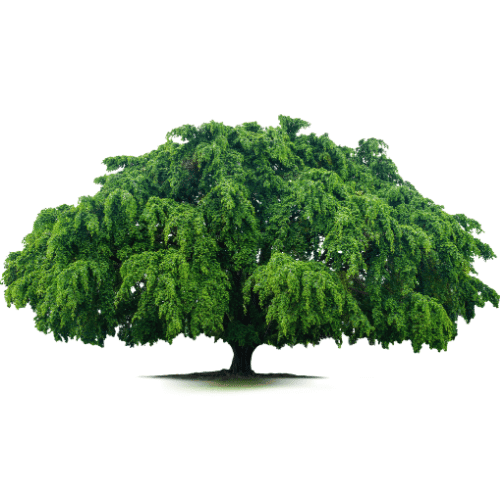 Cây Liễu Trắng