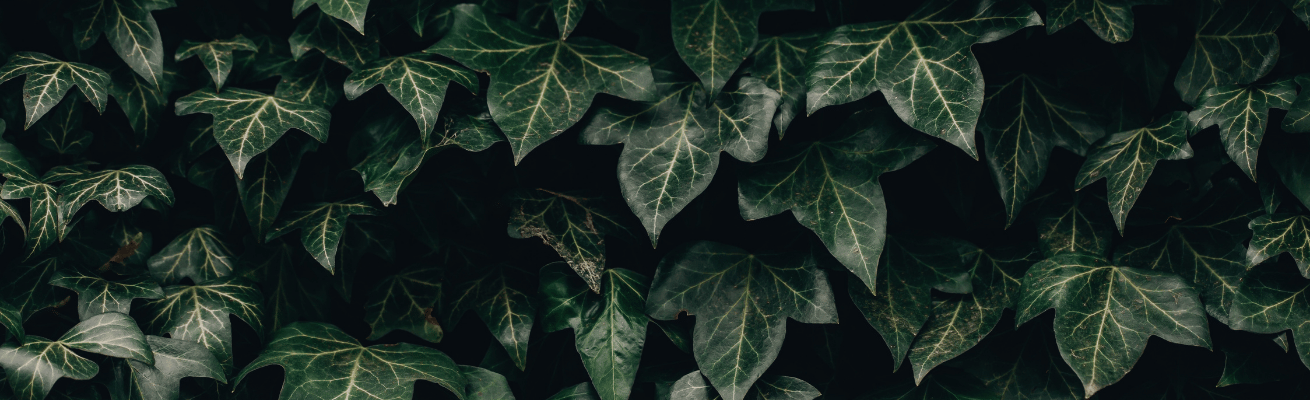 Cây Thường Xuân