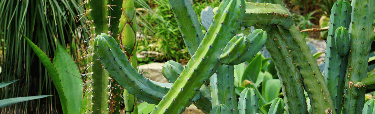 Cây Xương Rồng