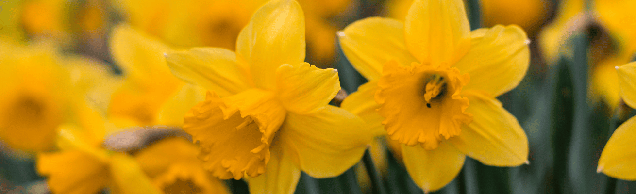 Chi Hoa Thủy Tiên