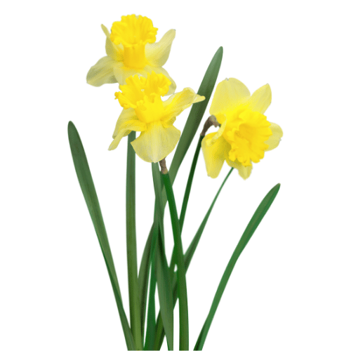 note-huong-chi-hoa-thuy-tien