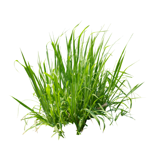 Cỏ
