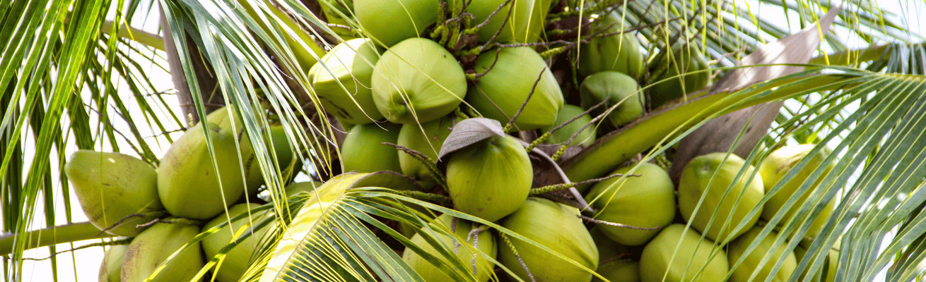Dừa