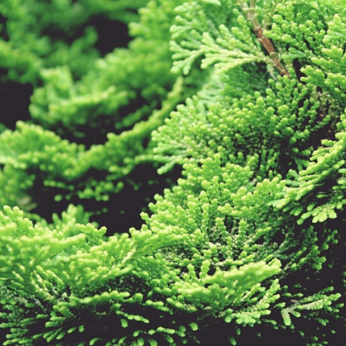Gỗ Hinoki