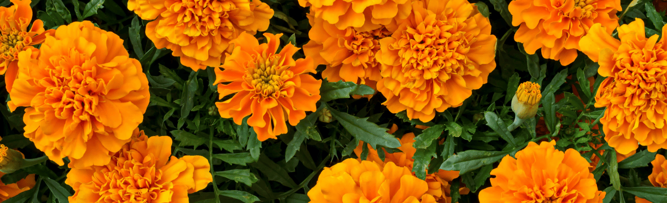 Hoa Cúc Vạn Thọ