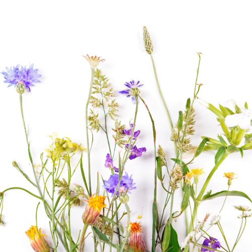 note-huong-hoa-dai-chau-phi