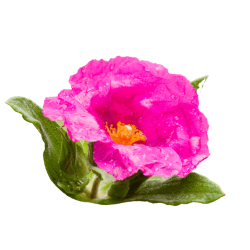 Hoa Hồng Đá