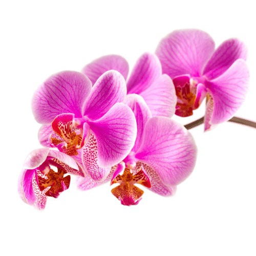 Hoa Lan