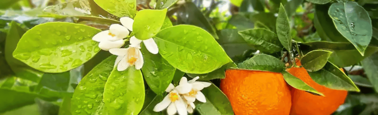 Hoa Quýt