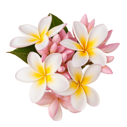 Hoa Sứ/Hoa Đại Hoa Sứ/Hoa Đại