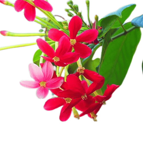 Hoa Sử Quân Tử