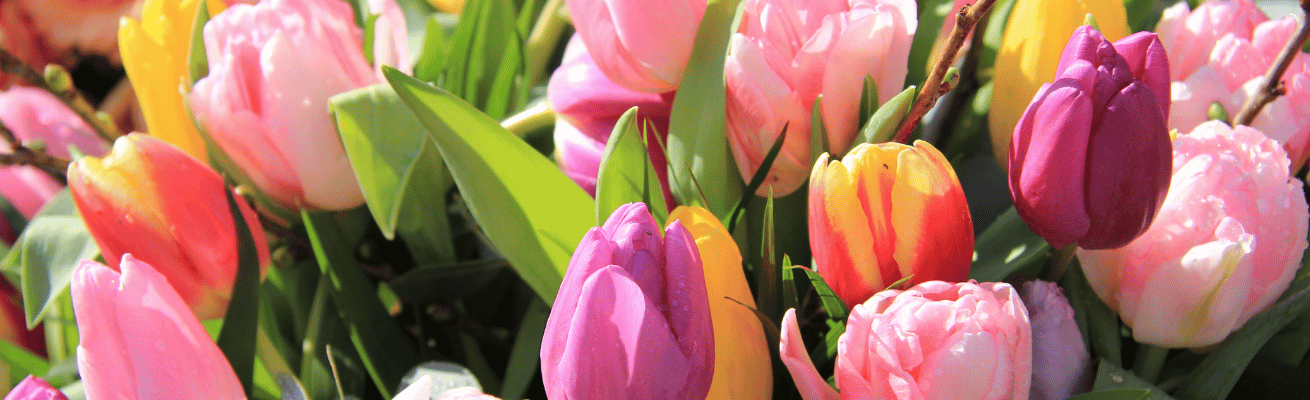 Hoa Tulip