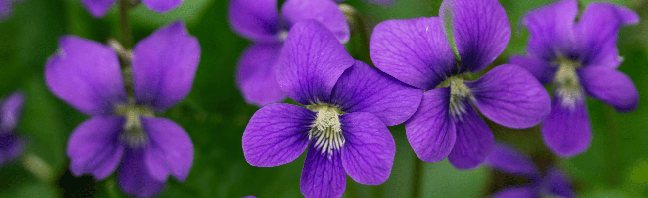 Hoa Violet