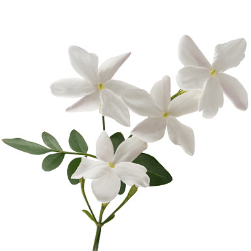 Hợp Chất Hedione