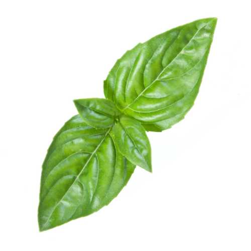 Húng Quế