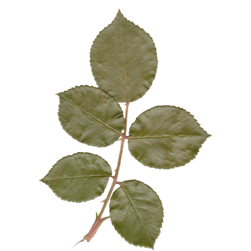 note-huong-la-hoa-hong