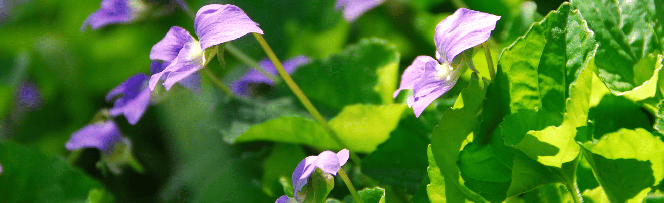 Lá Violet