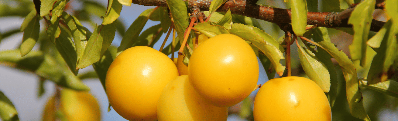 Mận Vàng Mirabelle