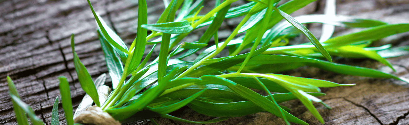 Ngải Giấm