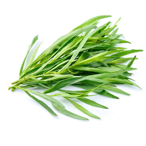 Ngải Giấm