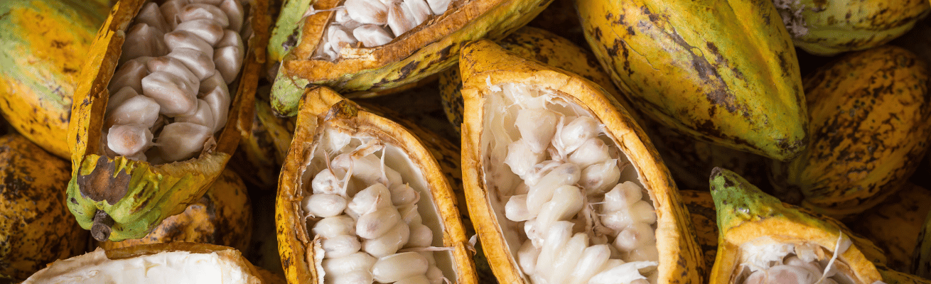 Quả Cacao