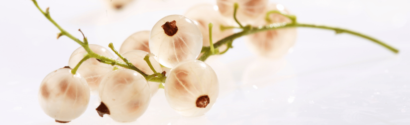 Quả Lý Chua Trắng