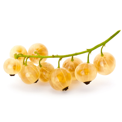 Quả Lý Chua Trắng