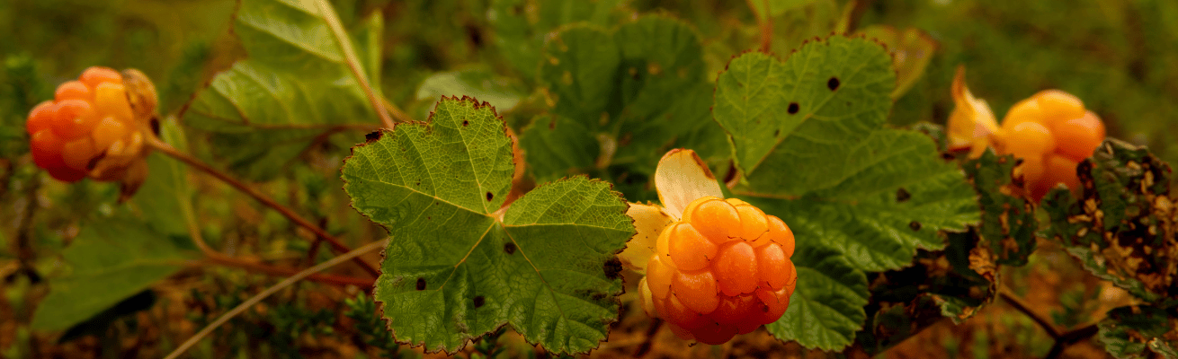 Quả Mâm Xôi Vàng