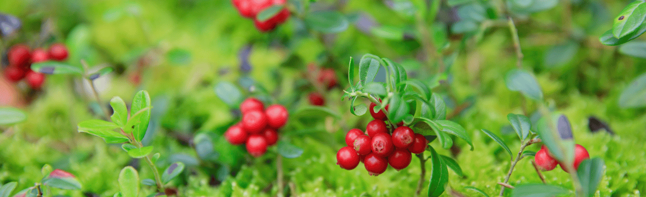 Quả Nam Việt Quất