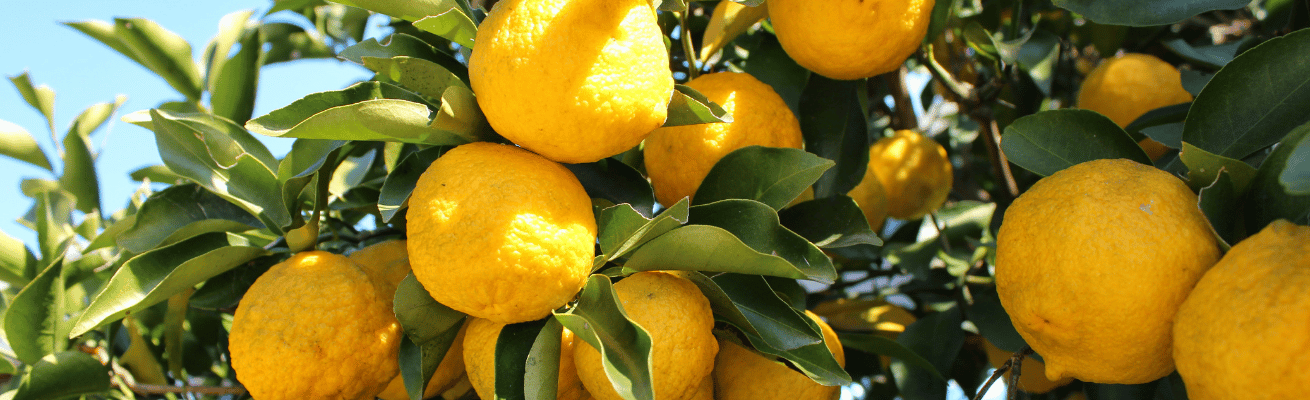Quả Yuzu