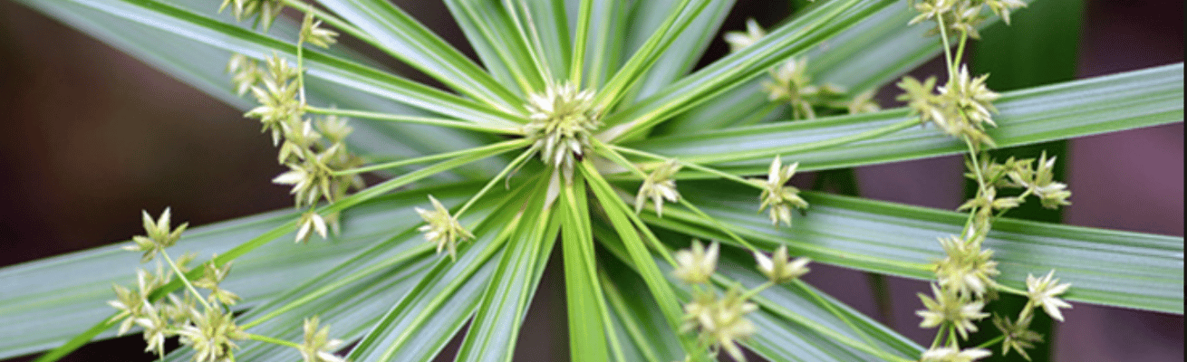 Tinh Dầu Cỏ Gấu