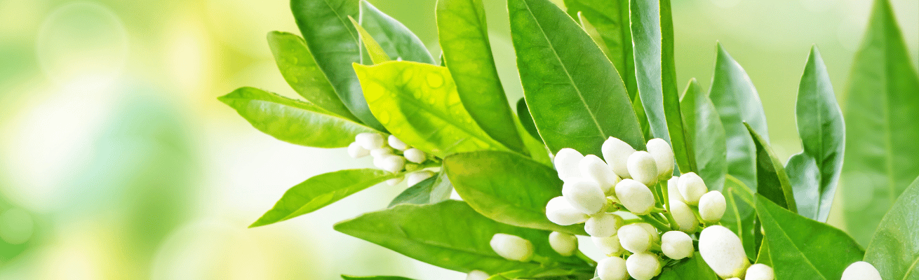 Tinh Dầu Lá Cam Đắng