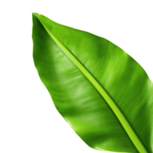 Amyl Salicylat Amyl Salicylat