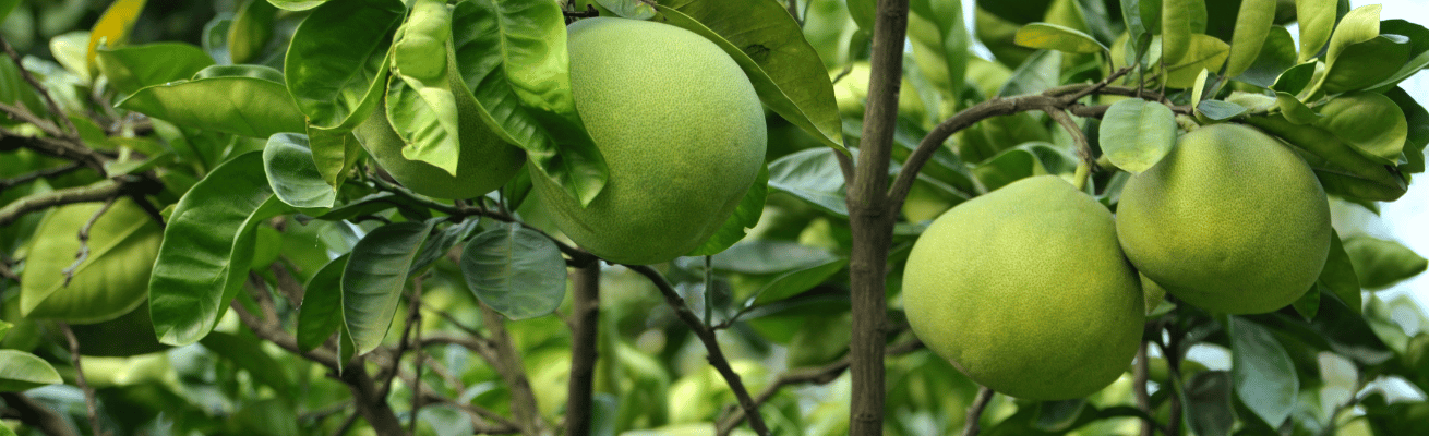 Bưởi Chùm
