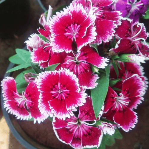 note-huong-cam-chuong-da