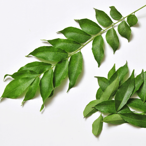 Cây Cà Ri Cây Cà Ri