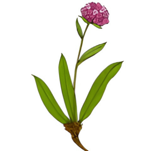 note-huong-cay-cam-tung-xanh