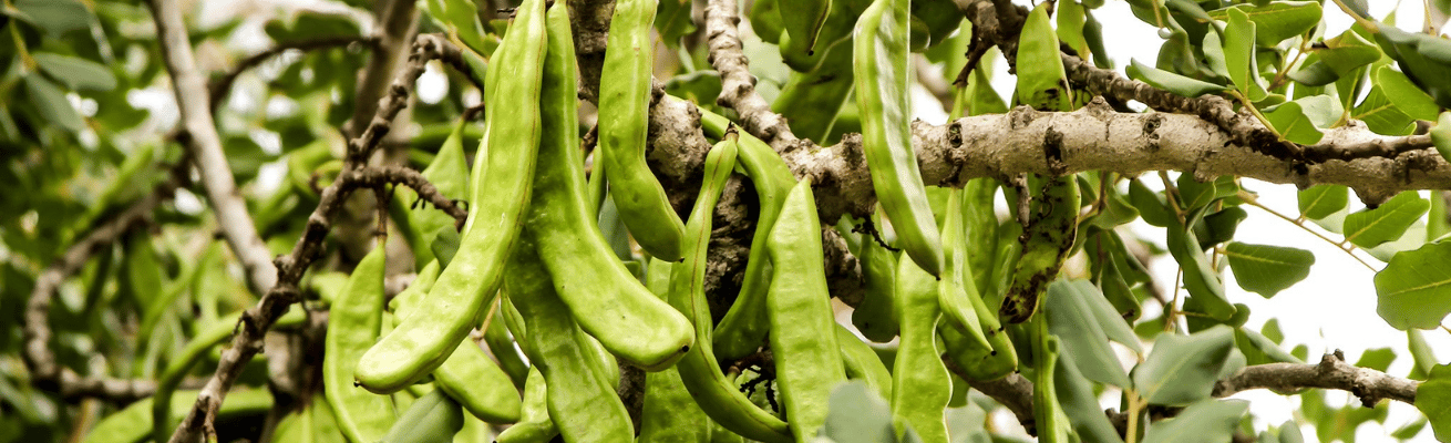 Cây Carob