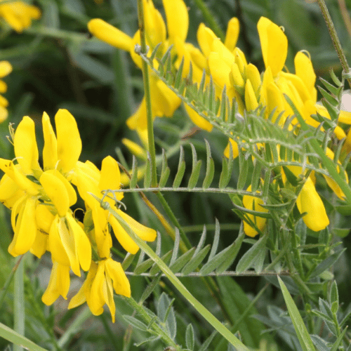 note-huong-cay-co-nhuom